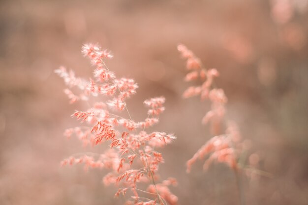 gras bloem veld in voorjaar achtergrond