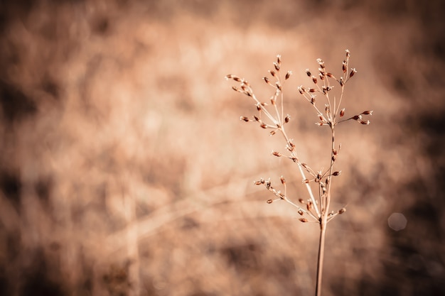 Gras bloem vintage kleur effect natuur wallpaper achtergrond