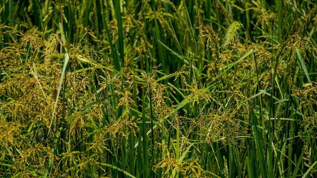 Gras bloem