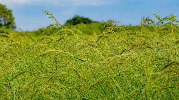 Gras bloem