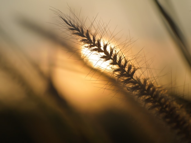 gras bloemen silhouet en achter zonsondergang aard achtergrond