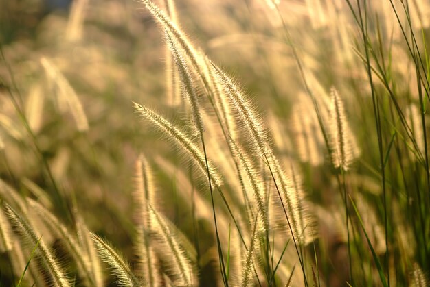 gras bloemen