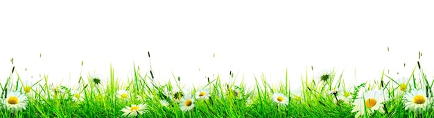 Gras bloemenveld in het voorjaar met zonlicht