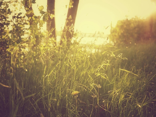 Foto gras dat op het veld groeit