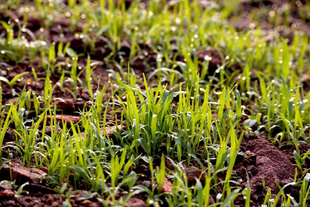 Foto gras dat op het veld groeit