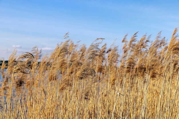 Gras en andere planten die in de buurt van het water van het meer groeien