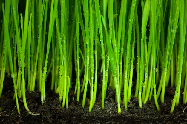 Gras en bodem organische en landbouw achtergrond