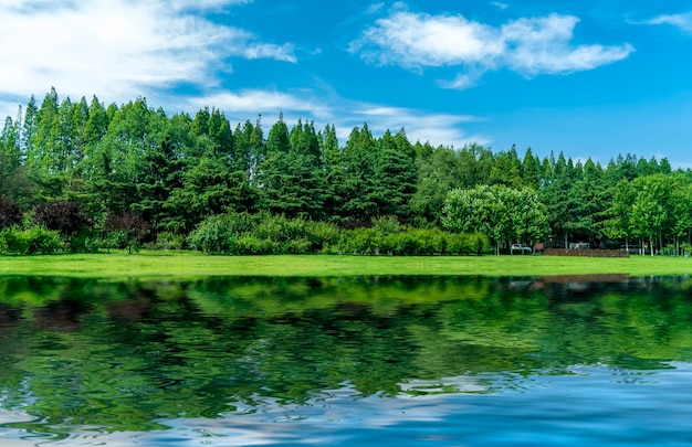 Gras en bomen in het park onder de blauwe lucht