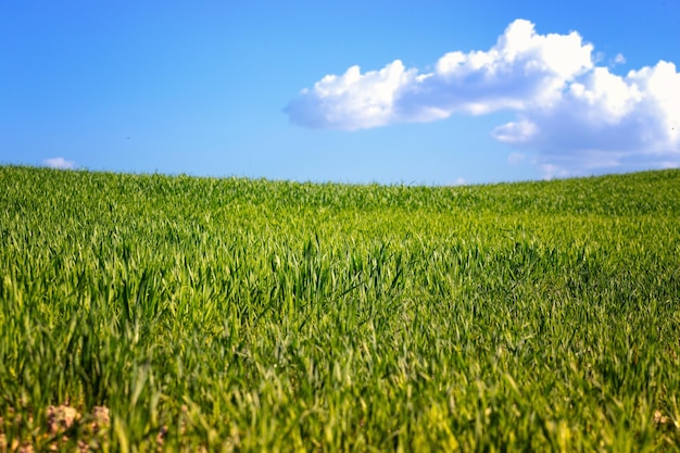 Gras en de lucht