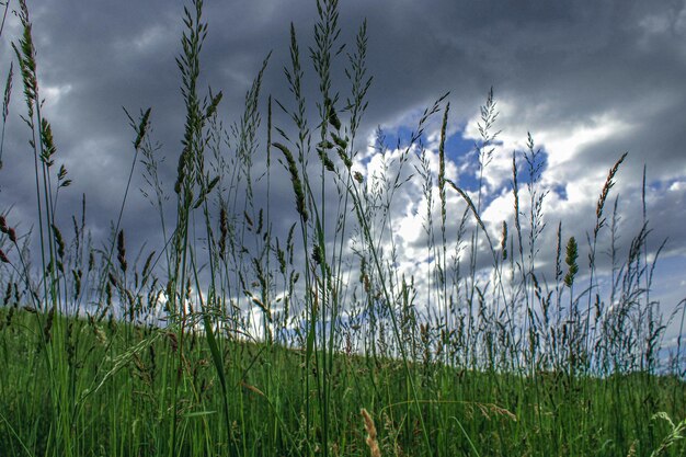 Gras en de lucht