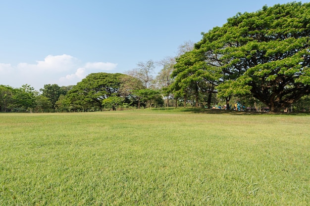 Gras en groene bomen in een prachtig park