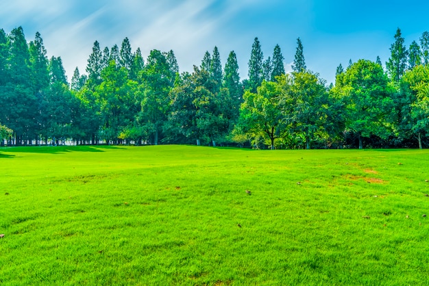 Gras en groene bossen in het park