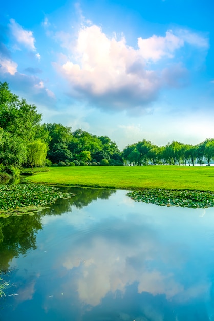 Gras en groene bossen in het park