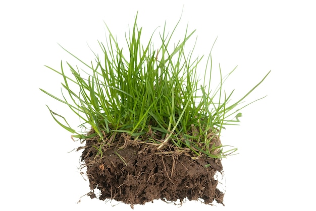 Gras en grond