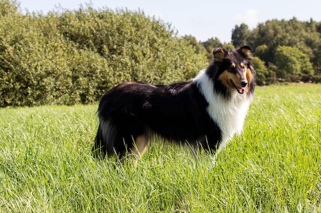 Foto gras grazen op een grasveld