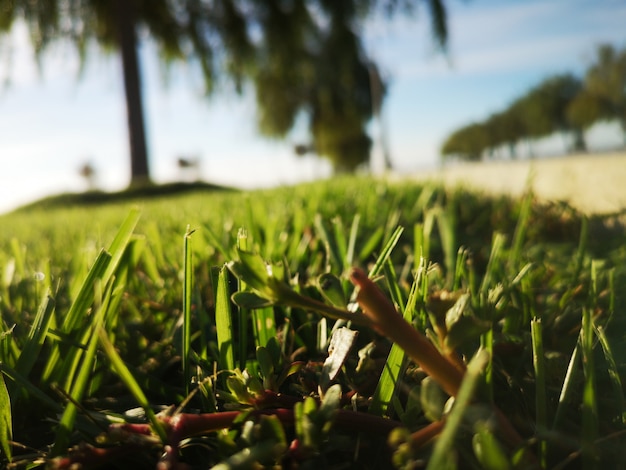 Gras groeit buiten tegen veld tegen gloeiende lichten