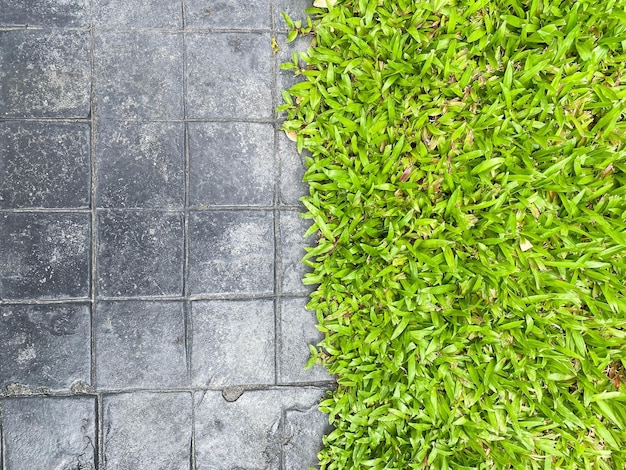 Gras groeit op betonnen muur als achtergrond