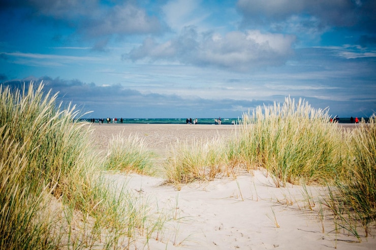 Foto gras groeit op het strand tegen de lucht tijdens een zonnige dag