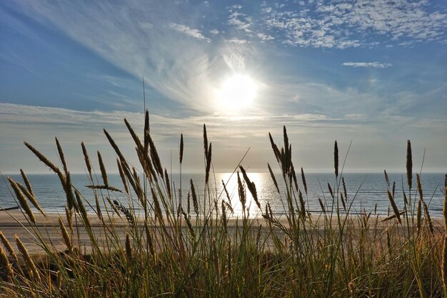 Gras groeit op het strand tegen de lucht