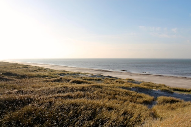 Gras groeit op het strand tegen de lucht.