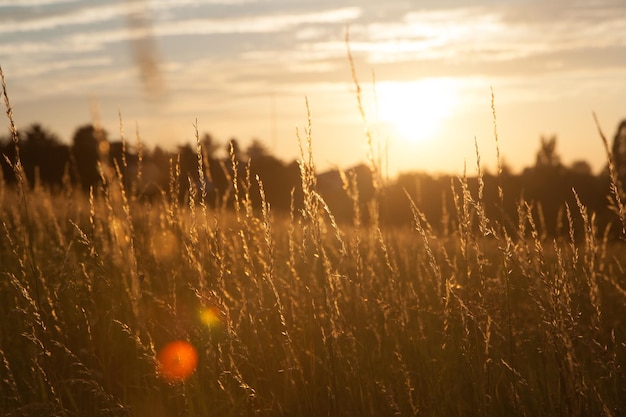 Gras groeit op het veld tegen de hemel bij zonsondergang
