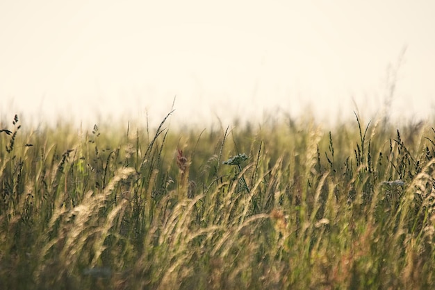 Gras groeit op het veld tegen de lucht