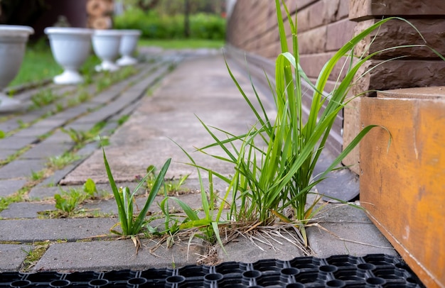 Gras groeit uit tegels