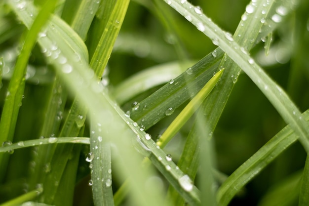 gras in de ochtend met dauwdruppels