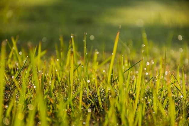 Gras in de ochtend.