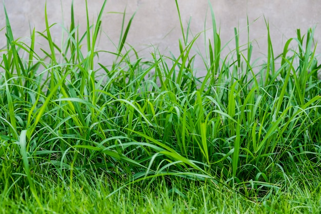 Foto gras in de tuin natuur achtergrond