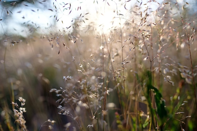 Gras in de wei in het licht van de ondergaande zon op een onscherpe achtergrond