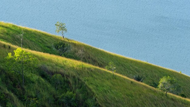 gras in de wind met meer achtergrond