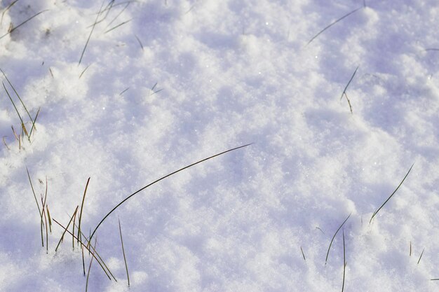 gras in de winterweide met sneeuw op zonnige dag