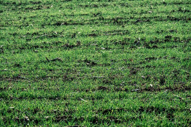 gras in een veld op een zonnige dag