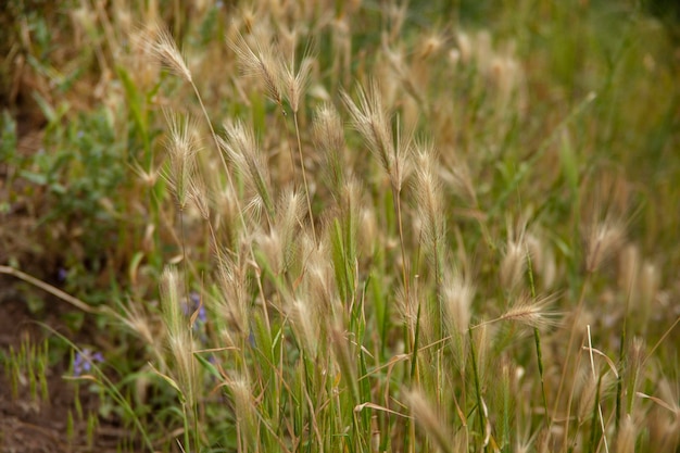 Gras in het landschap