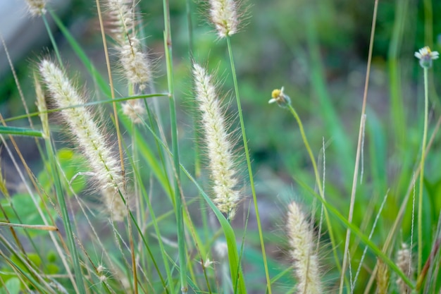 gras in Thailand met onscherpe achtergrond.