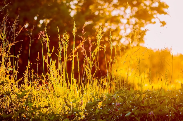 Gras in warm gouden zonsonderganglicht Zomerse natuurdetails