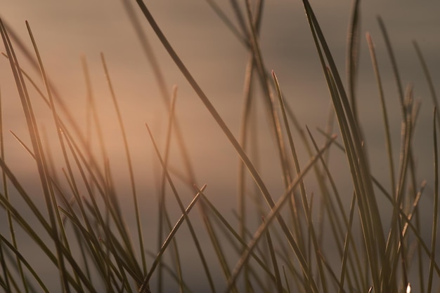 Gras in zonlicht close-up selectieve focus zachte achtergrond