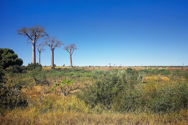 Gras, kleine struiken die groeien op vlak land, drie hoge baobabbomen in de verte, typisch Madagaskar landschap in de buurt van Sakaraha