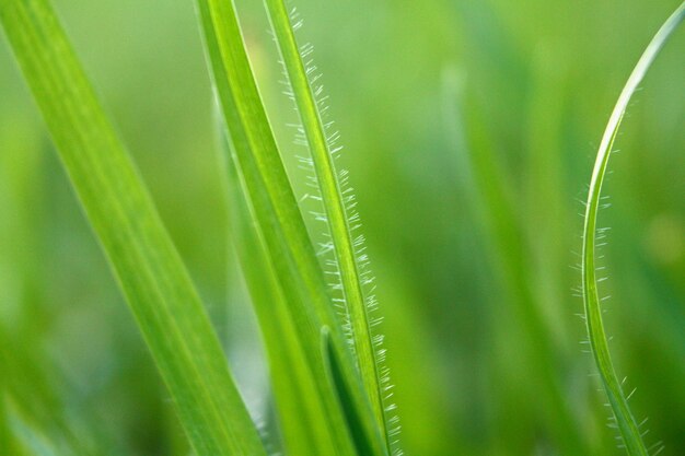 Gras macro detail