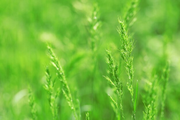 Gras met aartjes close-up