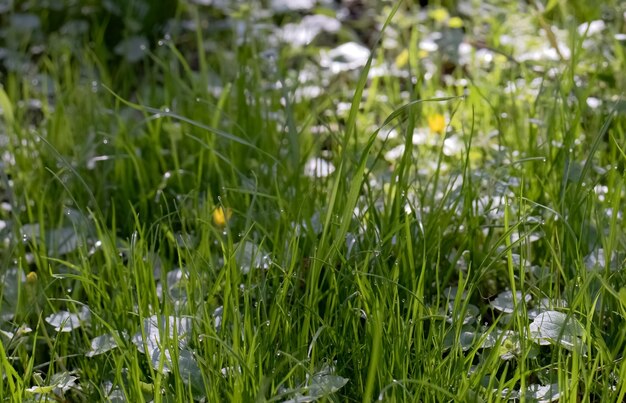 Gras met dauw in het ochtendbos