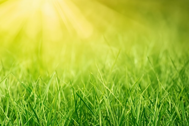 Gras met de zon die door de bladeren schijnt