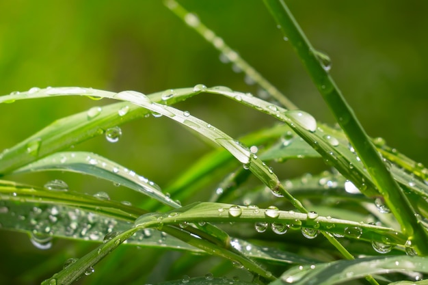 Gras met regendruppels, zomer op de natuur