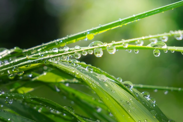 Gras met regendruppels, zomer op de natuur