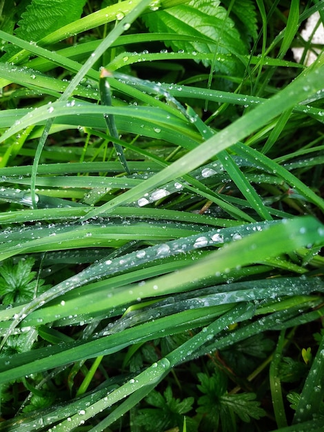 Gras met regendruppels