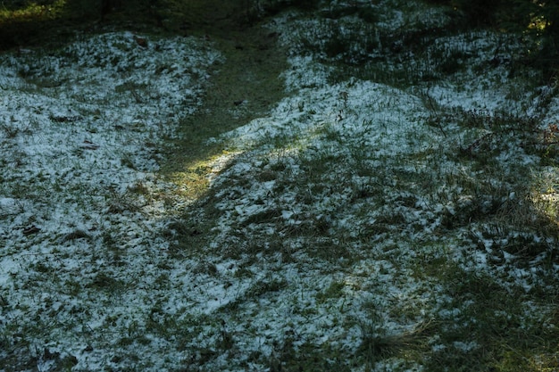 Gras met sneeuw in bos met zonlicht