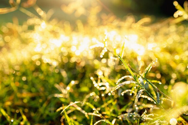 Gras met waterdruppels in de ochtendzon