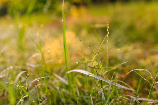 Gras met waterdruppels in de ochtendzon