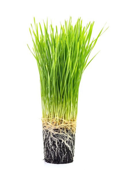 Gras met wortels in aarde geïsoleerd op wit